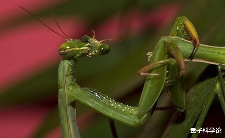 后代■雌螳螂吃夫时，雄螳螂为什么不逃跑？而最后得益的还是雄螳螂