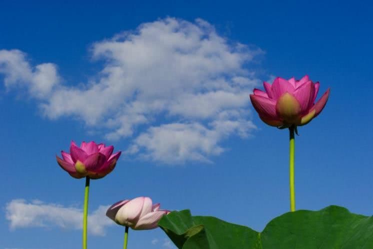 处女座|10月下旬开始好运连连，财运如虹，心想事成的四大生肖