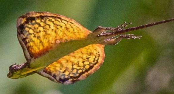 [翼龙]虽然现实中没有火龙，但会喷火的动物却存在，来看看认不认识