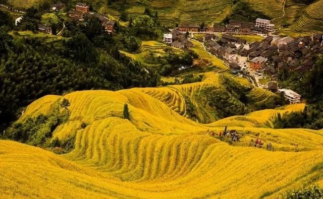 胡杨林|国内最佳赏秋地TOP6，第一个最火！