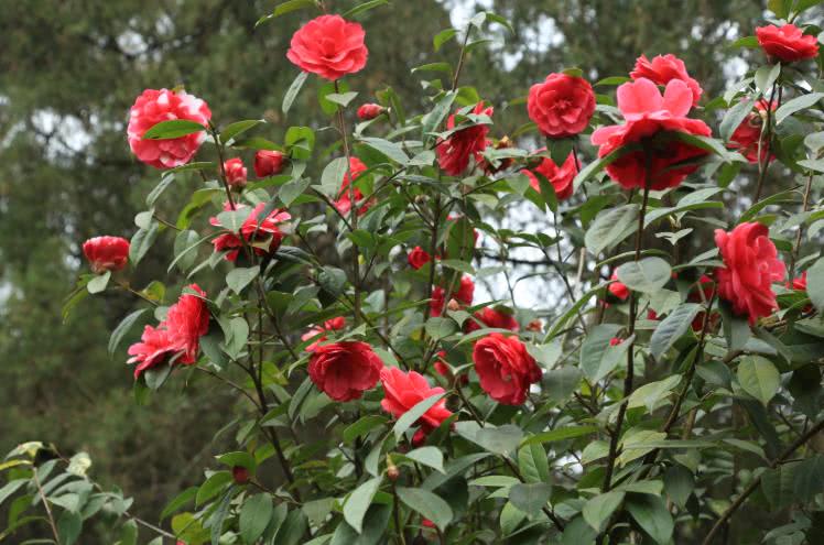 「天蝎座」6月开始运势上升，事业突飞猛进，生活越过越顺心的生肖