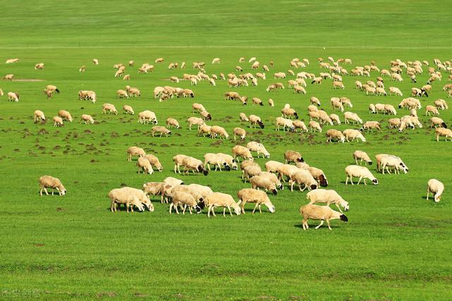 高原|世界上面积最大的七个高原在哪里？亚洲有几个？我国呢
