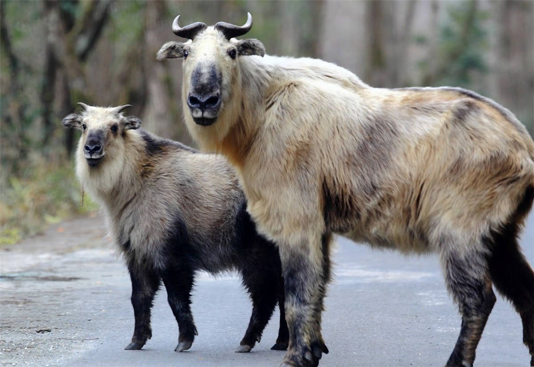 羚牛|四川出现奇特野兽，似熊似牛似鬣狗，与雌兽求偶时小兽一旁观摩