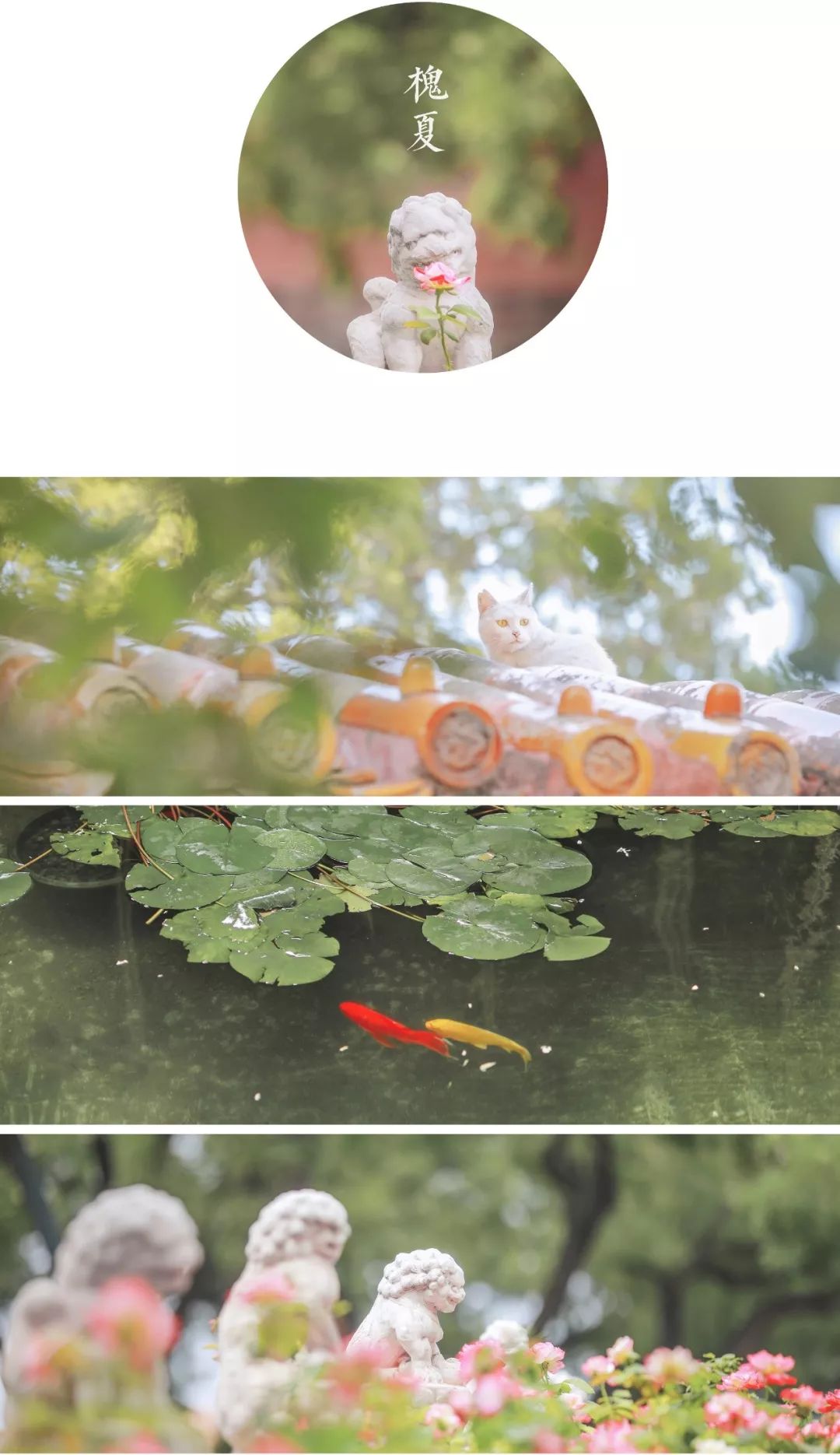 全网爆火的故宫雪景图和猫，是她拍下的。