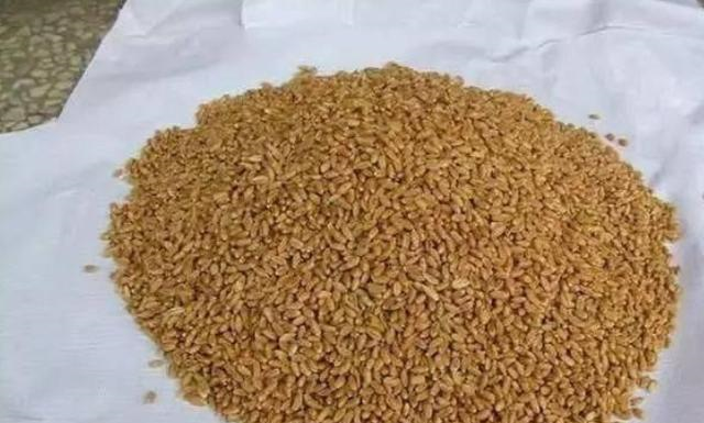 [海带]天气热，“对付”鲫鲤鱼就得用这饵，不吹不黑，比用小药还要好