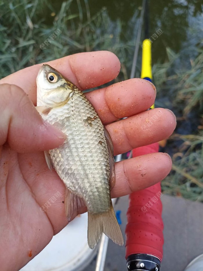 婺城|周末回老家再战小河沟，收获鲫鱼一桶