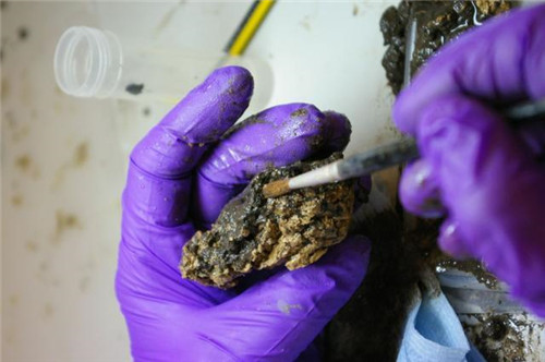 『蛋白质』英国发现一颗“活着的大脑”，来自2600年前，里面藏着什么秘密？