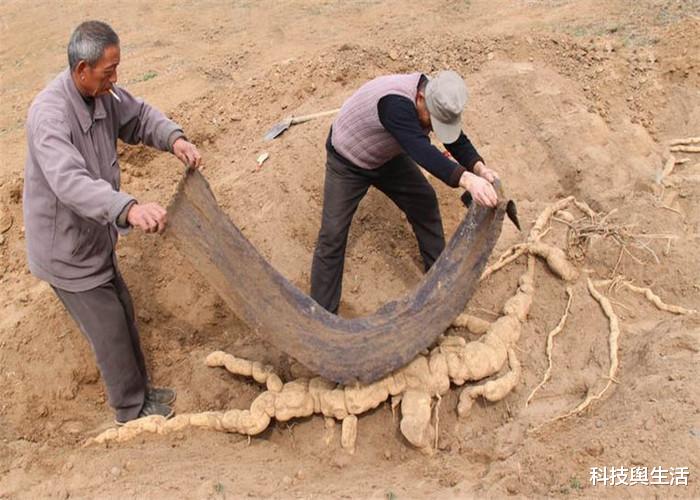 人参：传说“千年人参会跑”，究竟是怎么跑的？老人告知背后原因！