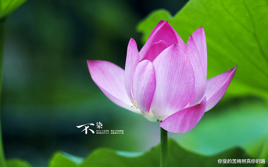 [双子座]7月赚得到钱，3属相运势全面开花，事业贵人相助，苦海熬到边