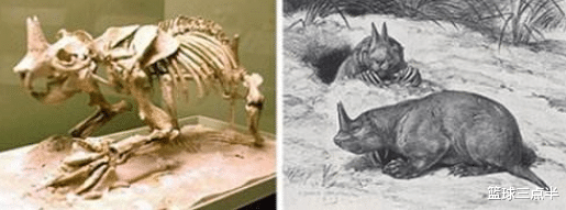 邓氏鱼：虽不能将其复活，但可以将它复原！看看这十大史前生物有多可怕