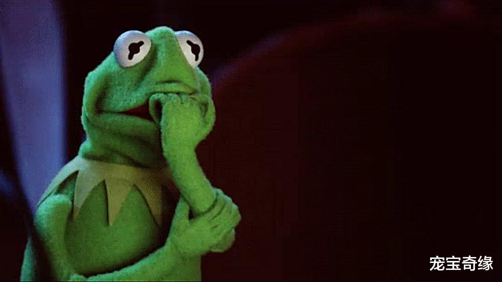 老虎|可爱的动物们也有一些不为人知的“黑”事实，你想不到哦（一）