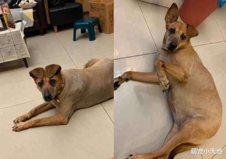 老街出现超萌店小二！双耳对折贴额头灿笑萌晕路人