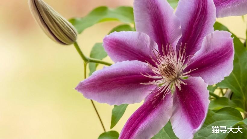 「生肖」7月喜鹊喳喳叫,月老赐姻缘,这四大生肖喜结良缘!