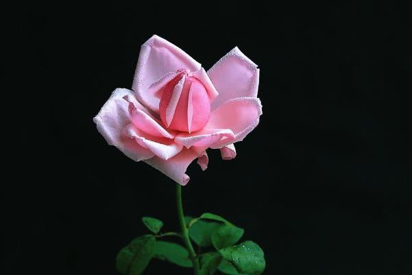 生肖:6月开始财神护航,带财又带福,事业更上一层楼的生肖