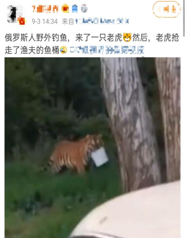 老虎|吃鱼还是吃人？男子钓鱼遇老虎，对峙后老虎抢走了他的鱼