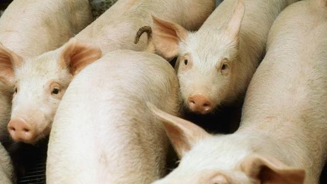 「生猪价格」6月5日猪价：4连涨后又遇“大变脸”，二师兄还能飞吗？答案来了