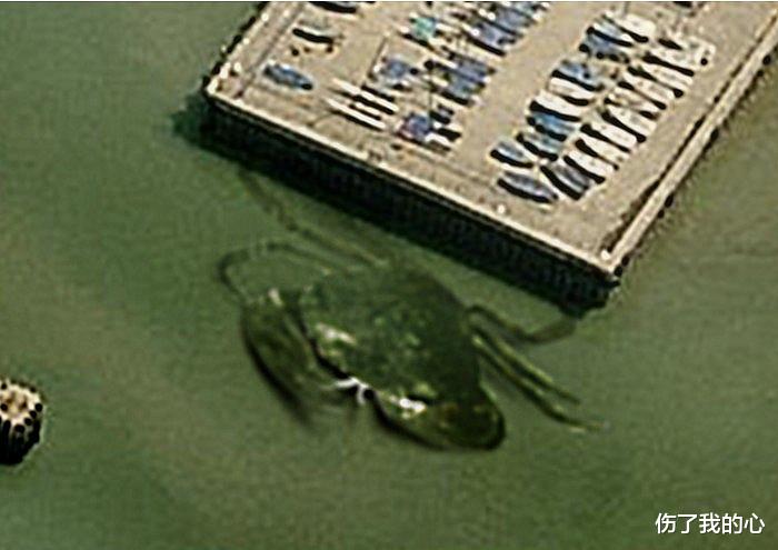 鲨鱼|世界最大的螃蟹有多大？竟可捕食鲨鱼，但吃的时候一定选第2种哦