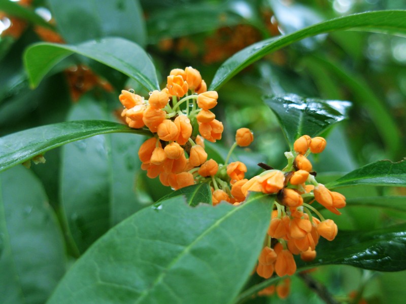 #生肖#下个月内,好姻缘不怕晚,爱情之花绽放,幸福指数爆棚的四大生肖