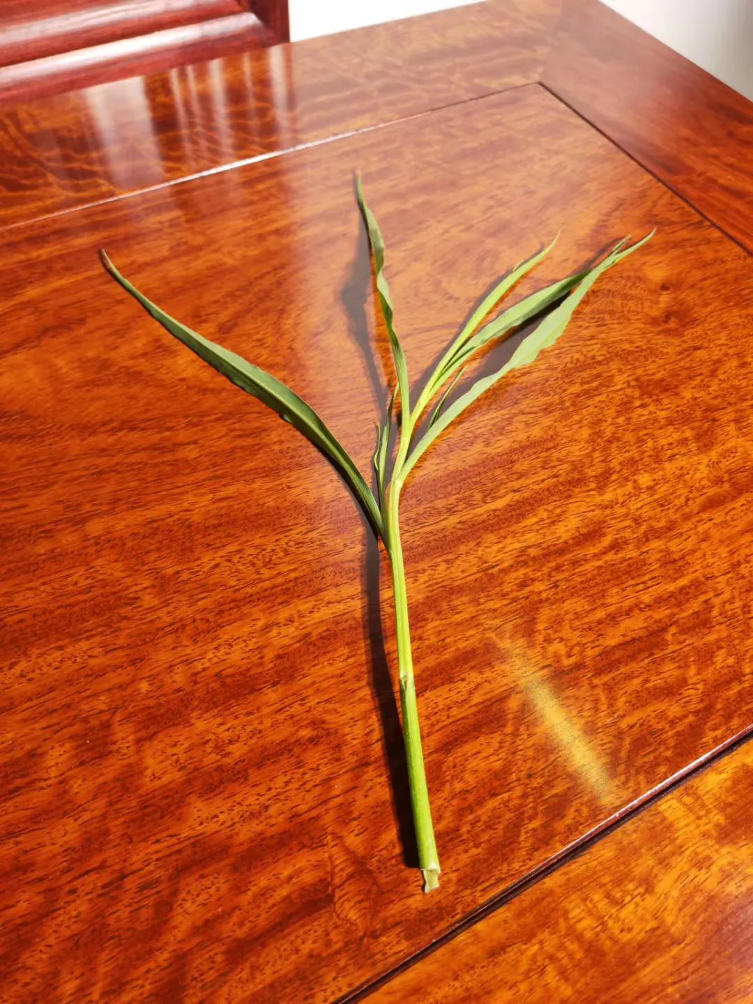红木|被严重低估的红木白马--曾比肩黄花梨、大红酸枝的缅甸花梨！