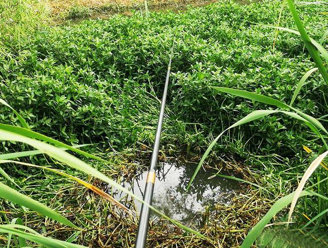 【】钓草边得酌情掌握，一味钓草渔获空！实用经验送钓友，钓鱼不再难