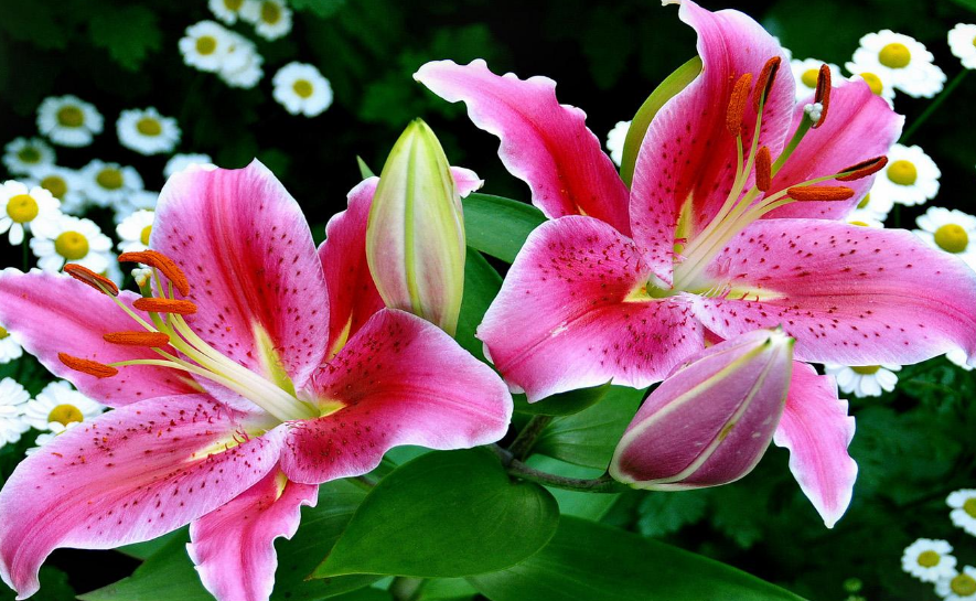 生肖|到了8月份时候这三生肖运势顺遂，将会有八方来旺财，锦衣玉食