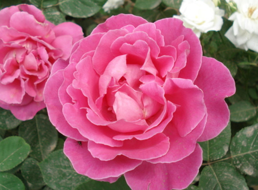 ##在未来半年，4属相好运接二连三，财运爆棚，平步青云成贵人