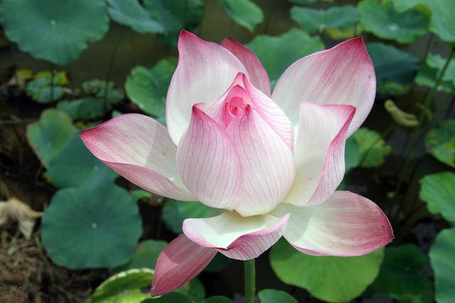 金牛座|10月贵人扶持,恭喜3个星座,财旺事业顺,好日子来临!