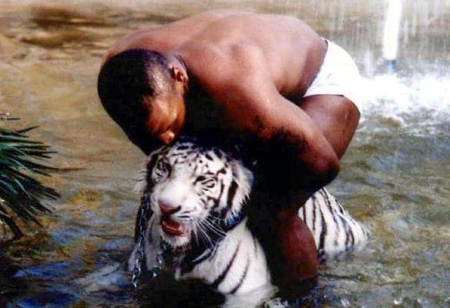 迈克·泰森▲养老虎？心真大！泰森直言曾经差点被养的小宠物送去见上帝