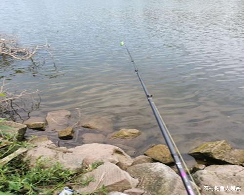 |钓友常把它误认为草鱼，其实它是军鱼，老钓友教你三招野钓军鱼