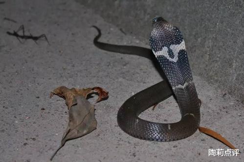 毒蛇|盘点我国国内的那些毒蛇，在野外活动一定要小心脚下