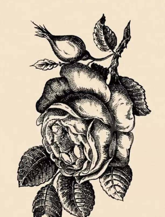 牙齿|韩国老年痴呆测试题：花朵中有一张女人的脸，10秒内你能找到吗