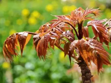 「养生」中年男性养生首养肝！ 最直接的护肝方法竟是它！