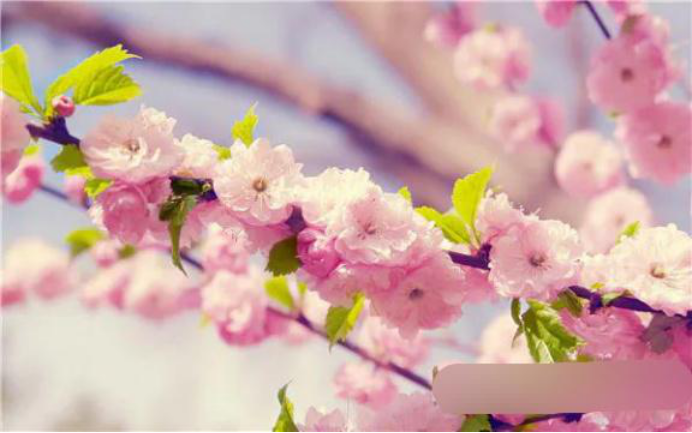 生肖|八月来临贵气来如风，财运满堂红，正财偏财汇至，财旺家荣的生肖