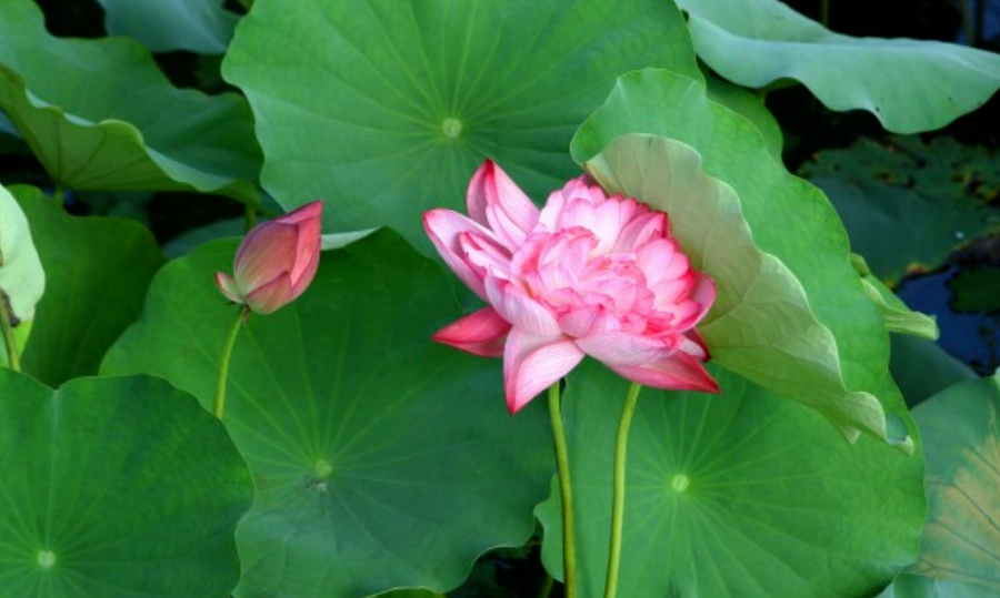 生肖|九月下旬开始，工作得心应手，祥云枝头绕，事业飞黄腾达的4生肖