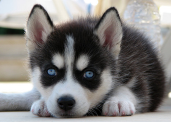 养一只二哈，不分日夜地拆家，也还是你的最佳