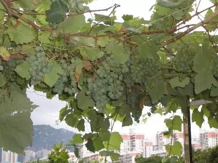 『』露台改造：梦想“日式花园” 享受DIY乐趣生活