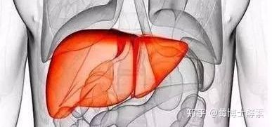 【肝脏】酵素说:“肝不好,脸会出卖你!”