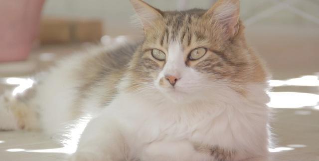 养猫这些年，我心里也是一点儿缝儿都没有了，憋屈死了