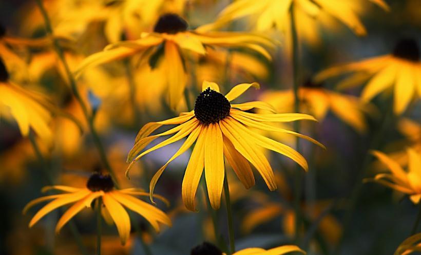 生肖|九月下旬，四生肖桃花随处可见，财运强势入驻，日子无忧