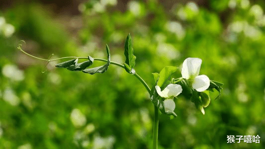 运势@天生好命,被男人宠爱一生,享福一世,心善慈爱的四大生肖女