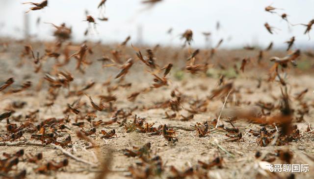 「蝗虫灾害」土耳其遭遇肉食蝗灾,只吃肉,不吃农作物?科学家看法有所不同