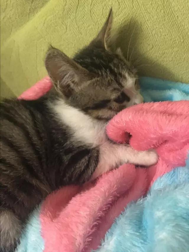 新晋铲屎官一个月，小美女伺候猫主子的工作报告