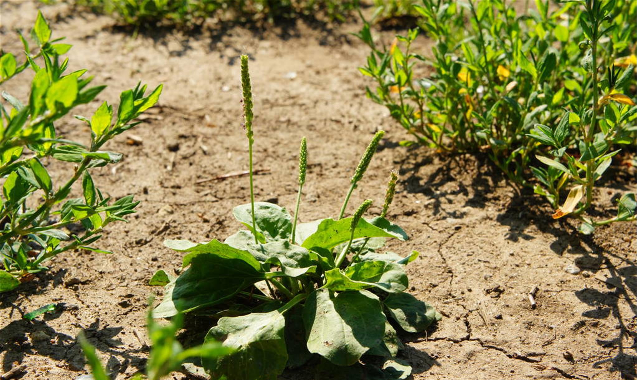 中草药▲它是治疗结石“特效药”，路边遍地却少有人识，网友：可惜了！