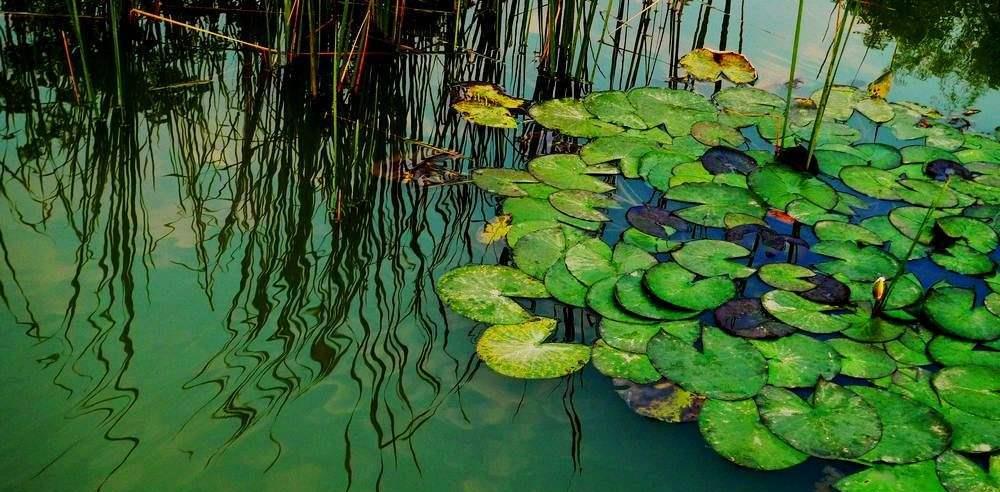 |老话讲“钓鱼要钓草，不然要白跑”！但这4种水草钓也白跑