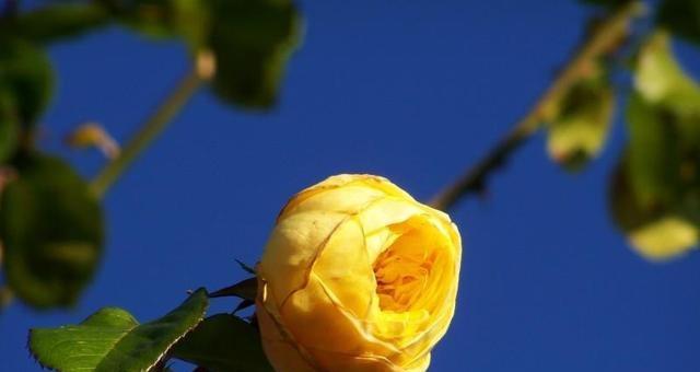 |7月，四个星座，即财富上吉和事业腾达从7月开始