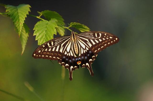 非洲:世界动物之最-高清版(2)