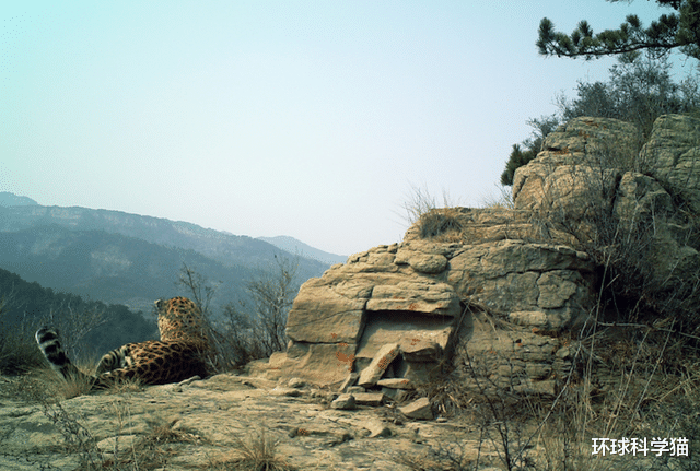 豹子|1年增长率达25%！华北豹数量明显上升，中国造林计划奏效了