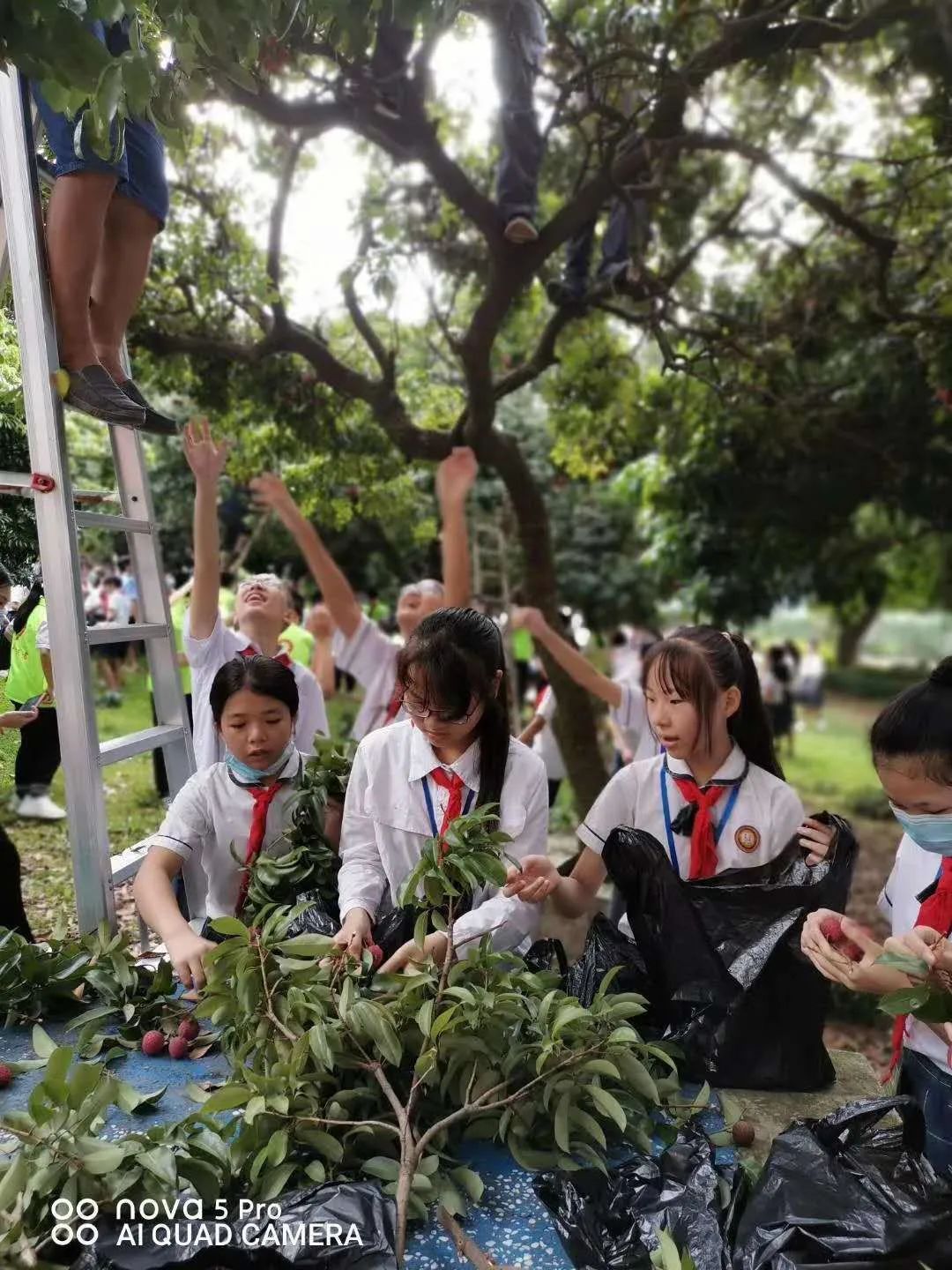 []因为学校荔枝树挂满了果，所以学生们都摘荔枝去了！