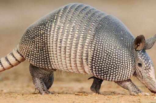 |看起来不属于地球上的4种生物，但却真实存在，网友：脑洞不够用