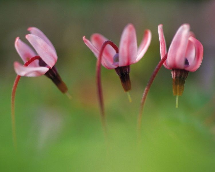 射手座|11月18号开始,3生肖喜事连连,财富如流,一路发大财!